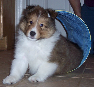 Ben as a puppy.